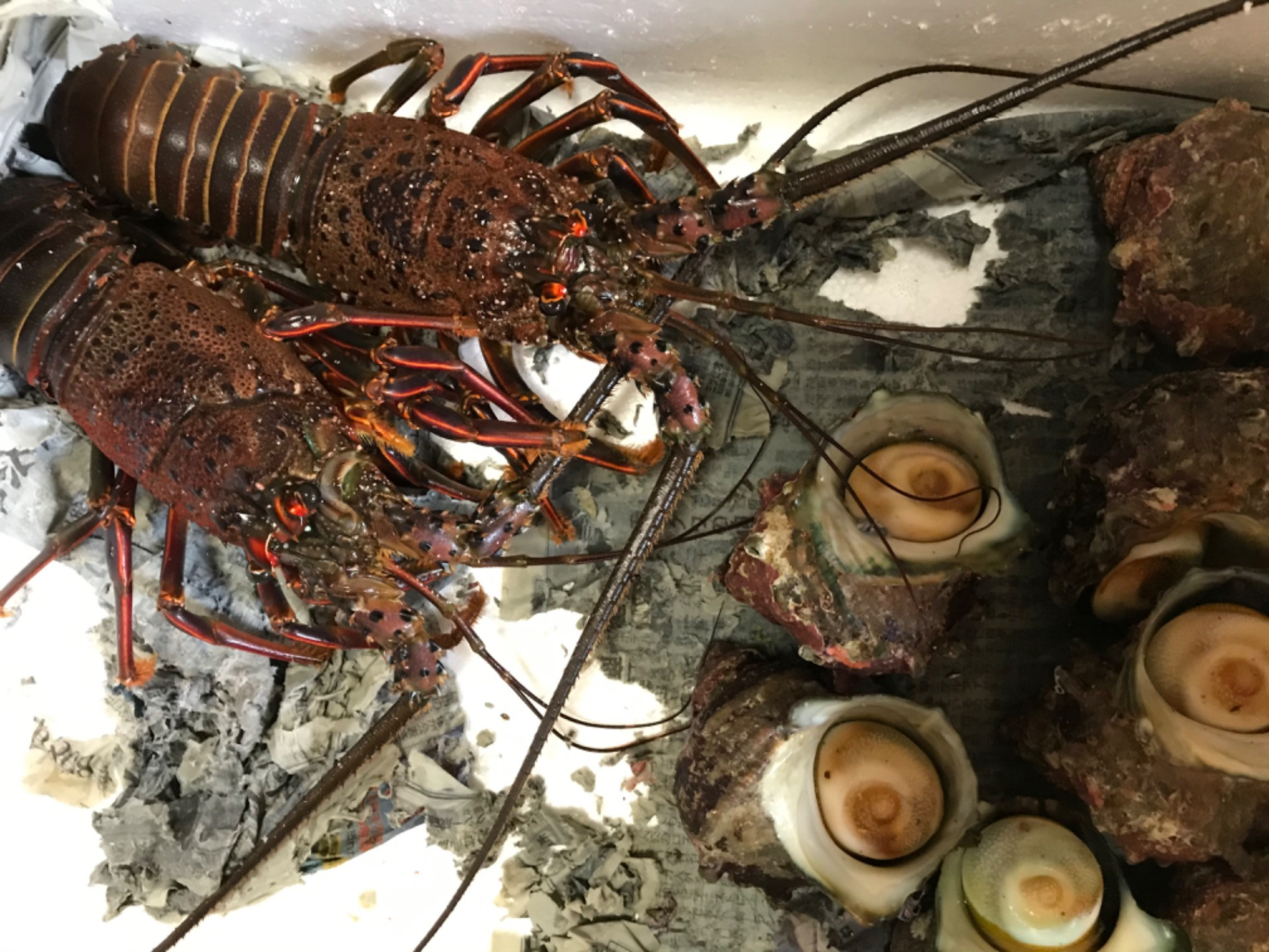 サザエ、岩カキ仕入れました。【桜井市】【居酒屋】