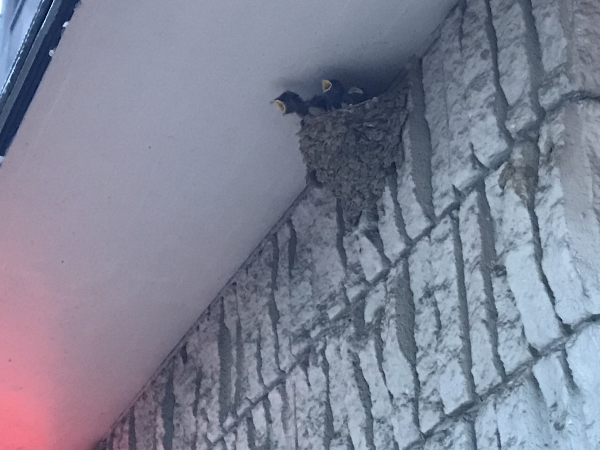 ツバメの子どもが生まれました。