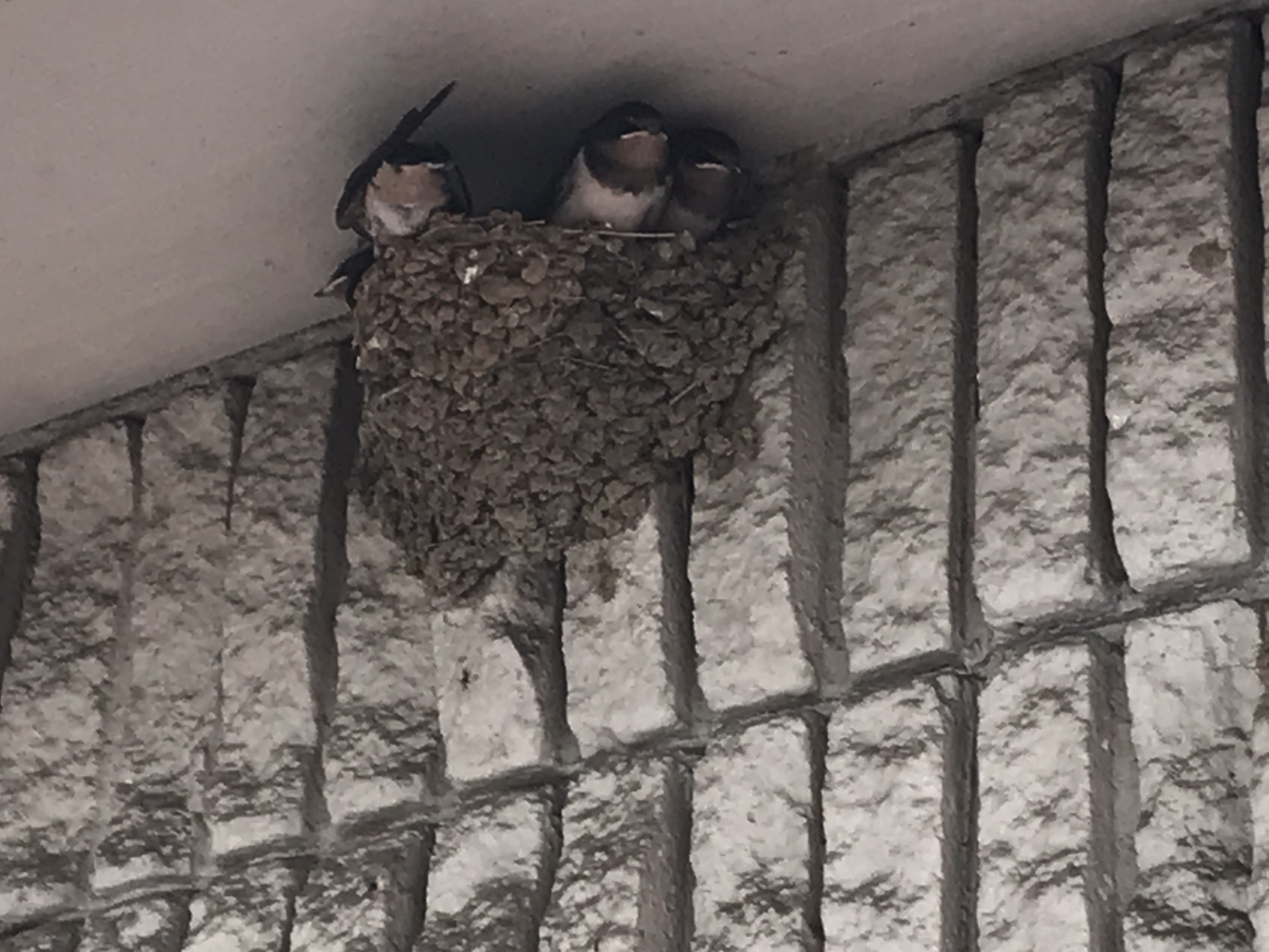 ツバメの子どもが急成長しました。