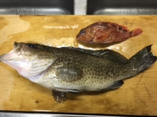 オオモンハタが釣れました。【桜井市】【居酒屋】