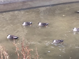 鴨がやってきた。‼️