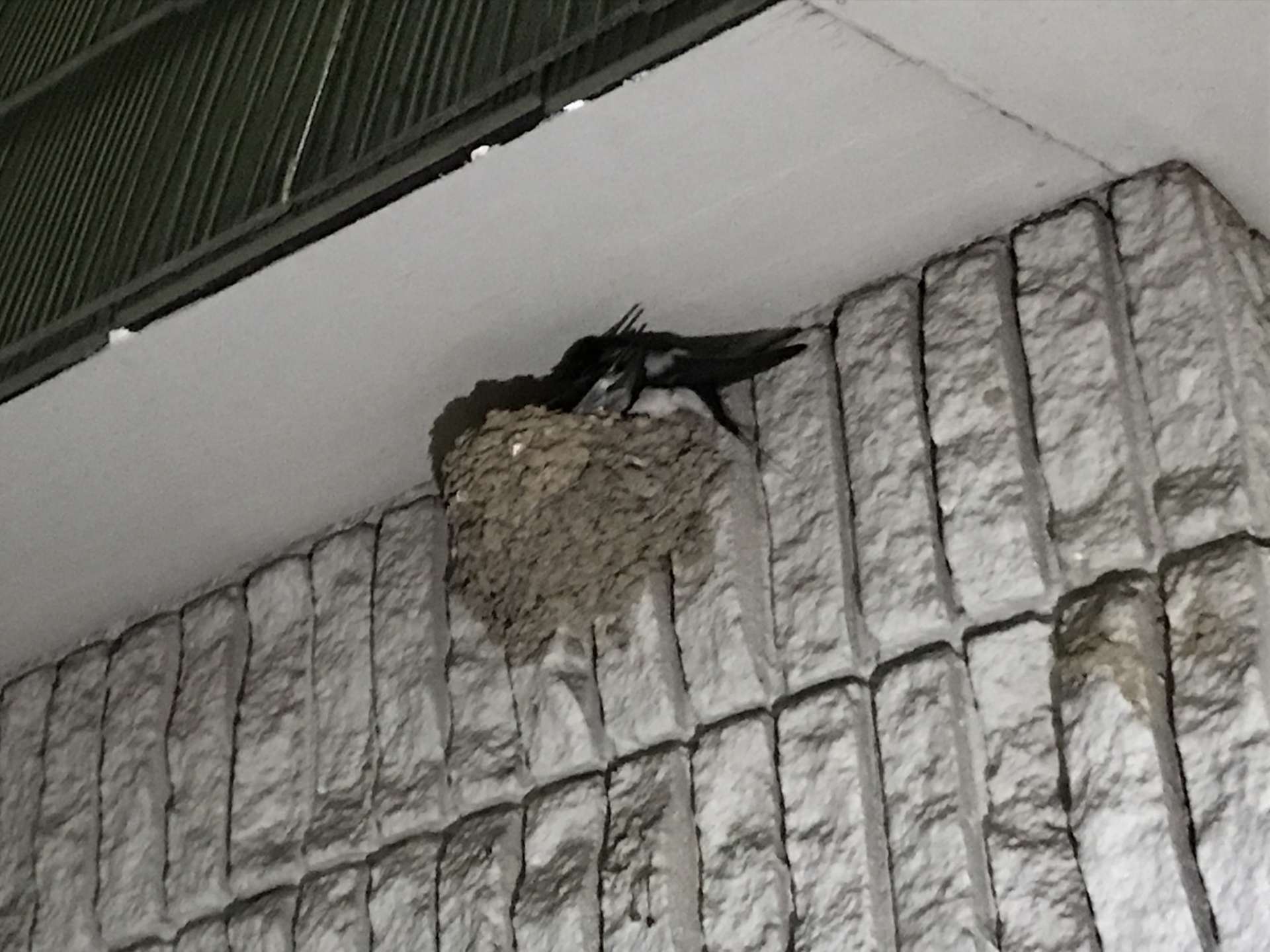 今年もツバメが夫婦でやって来ましたよ🙆‍♂️‼️【桜井市】【居酒屋】